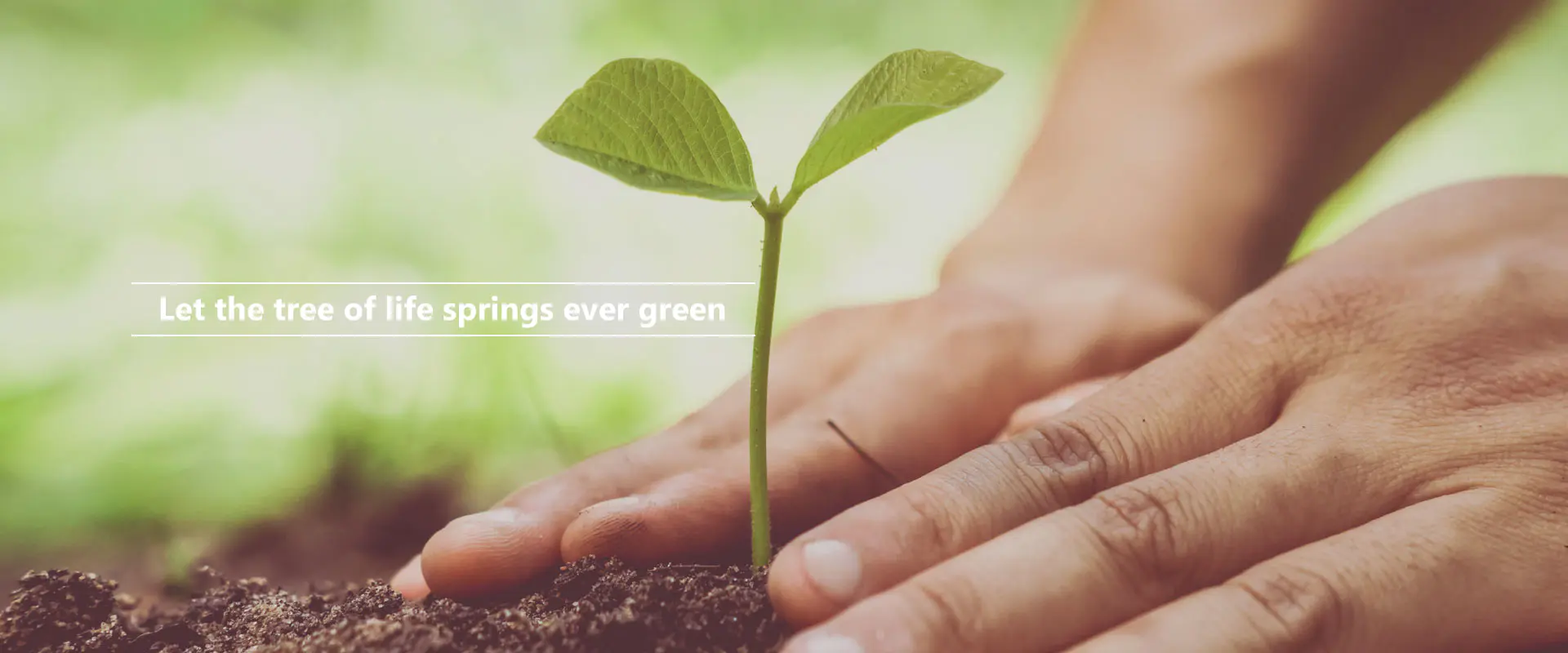 Өмір ағашы жасыл желекке бөленсін